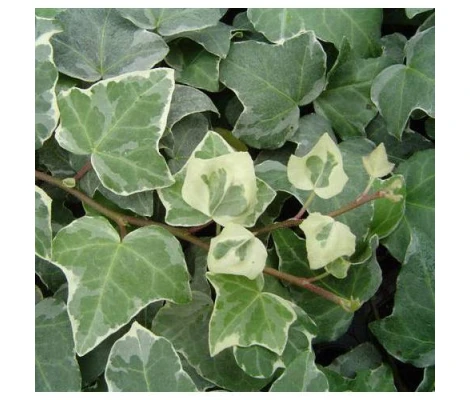 Hedera Helix 'Glacier' Ø17 cm H90 cm