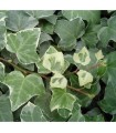 Hedera Helix 'Glacier' Ø17 cm H90 cm