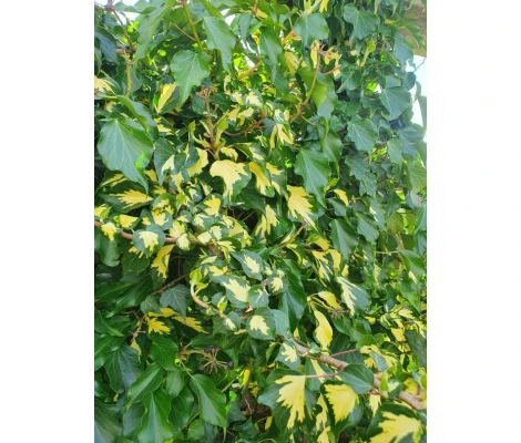 Hedera Colchica 'Sulphur Heart' Ø17 cm H90 cm