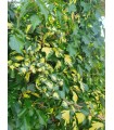 Hedera Colchica 'Sulphur Heart' Ø17 cm H90 cm