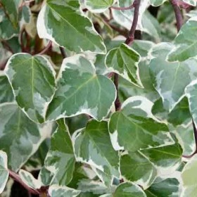 Hedera 'GLoire De Marengo' Ø17 cm H90 cm
