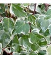 Hedera 'GLoire De Marengo' Ø17 cm H90 cm