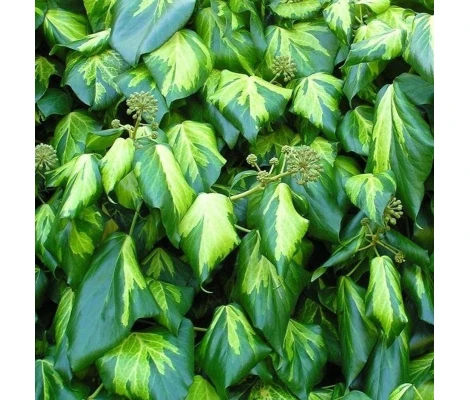 Hedera Colchica 'Sulphur Heart' Ø17 cm H90 cm