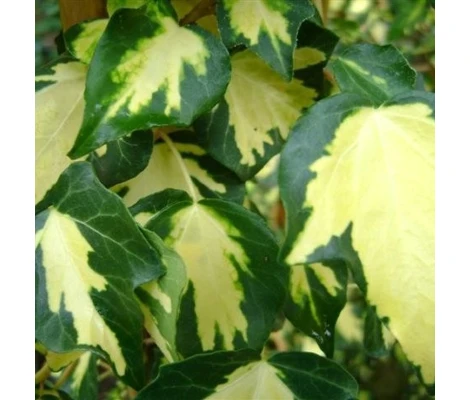 Hedera Helix 'Glacier' Ø17 cm H90 cm