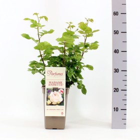 Rosa Madame Anisette® Parfuma®