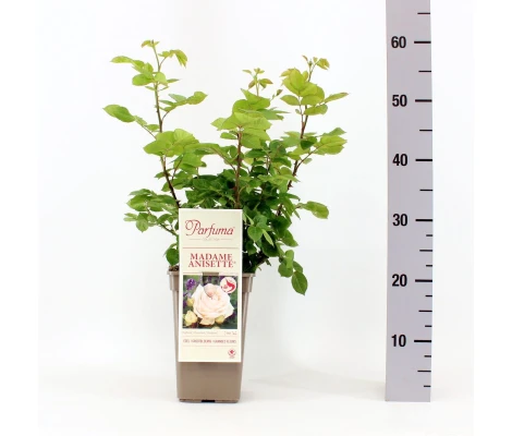 Rosa Madame Anisette® Parfuma®