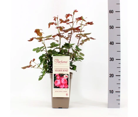 Rosa Gartenprinzessin Marie José® Parfuma®