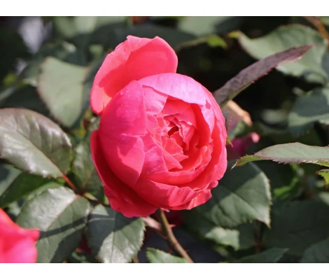 Rosa Gartenprinzessin Marie José® Parfuma®