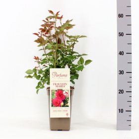 Rosa Fraulein Maria® Parfuma®