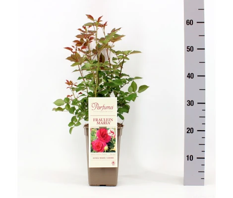 Rosa Fraulein Maria® Parfuma®