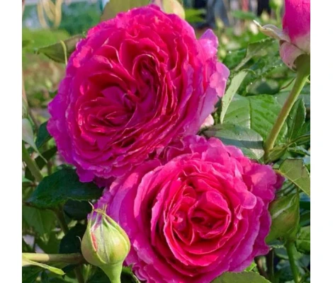 Rosa Fraulein Maria® Parfuma®