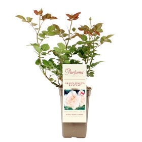 Rosa Gräfin Elke Zu Rantzau® Parfuma®