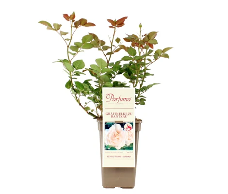 Rosa Gräfin Elke Zu Rantzau® Parfuma®