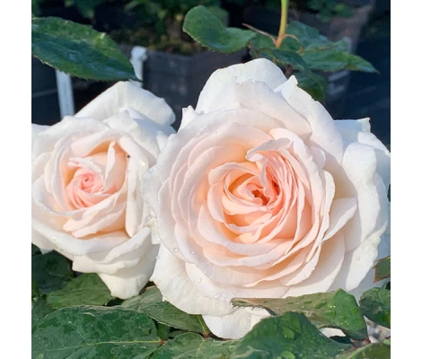 Rosa Gräfin Elke Zu Rantzau® Parfuma®