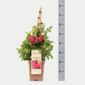 Rosa Freifrau Caroline® Parfuma®