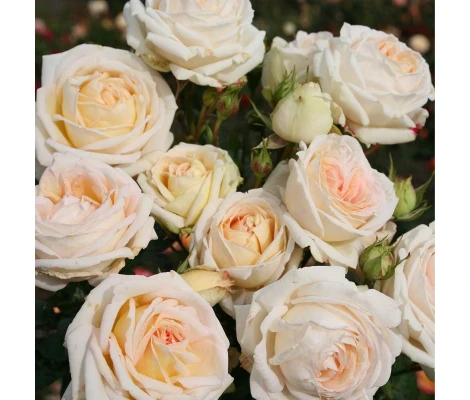 Rosa Madame Anisette® Parfuma®