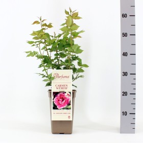 Rosa Carmen Würth® Parfuma®