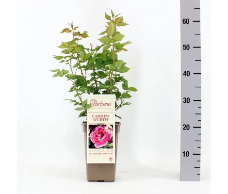 Rosa Carmen Würth® Parfuma®