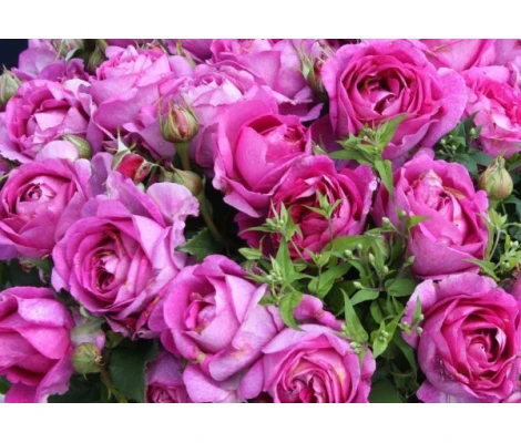 Rosa Carmen Würth® Parfuma®