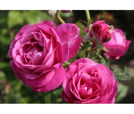 Rosa Carmen Würth® Parfuma®