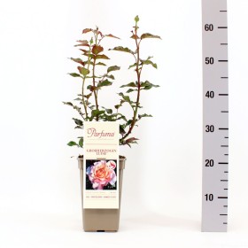 Rosa Großherzogin Luise® Parfuma®