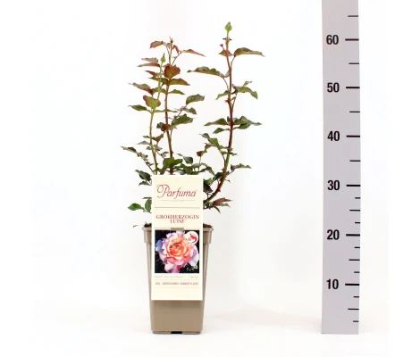 Rosa Großherzogin Luise® Parfuma®