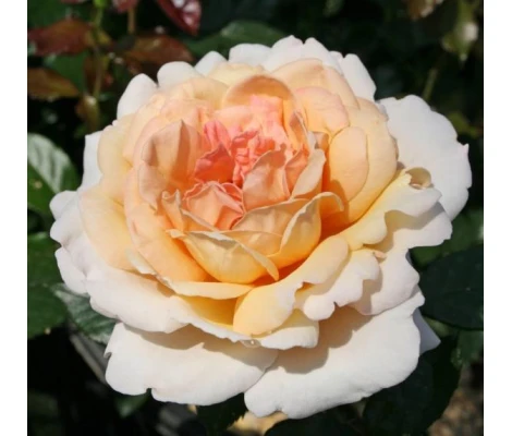 Rosa Großherzogin Luise® Parfuma®
