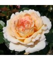 Rosa Großherzogin Luise® Parfuma®