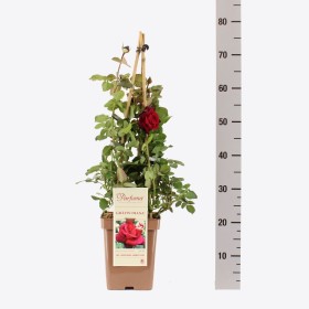 Rosa Gräfin Diana® Parfuma®