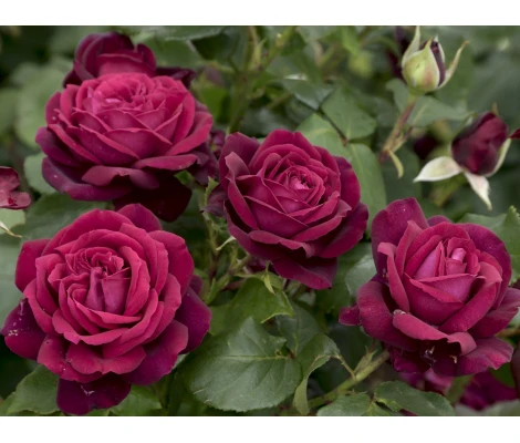 Rosa Gräfin Diana® Parfuma®