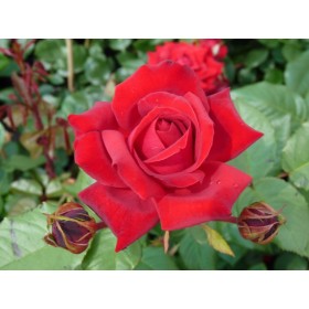 Rosa Trepadora Heidelberg Climber