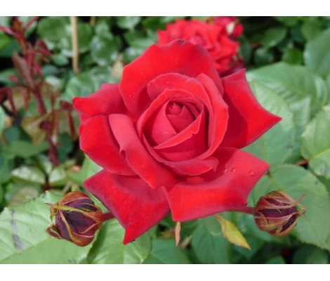 Rosa Trepadora Heidelberg Climber