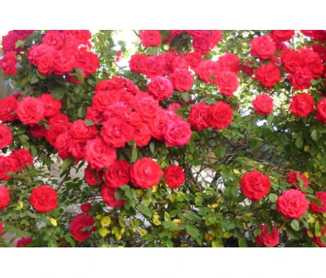 Rosa Trepadora Heidelberg Climber