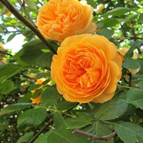 Rosa Trepadora Westerland Orange Climber