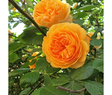 Rosa Trepadora Westerland Orange Climber