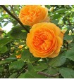 Rosa Trepadora Westerland Orange Climber
