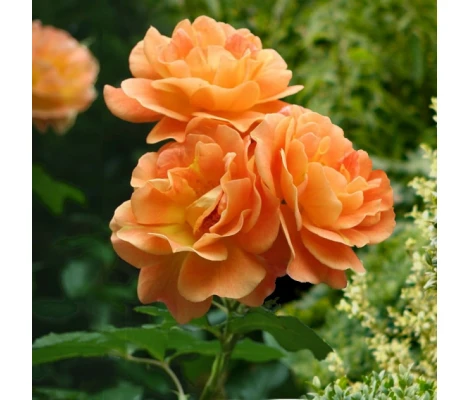 Rosa Trepadora Westerland Orange Climber