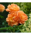 Rosa Trepadora Westerland Orange Climber