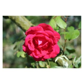 Rosa Trepadora Paul's Scarlet Climber