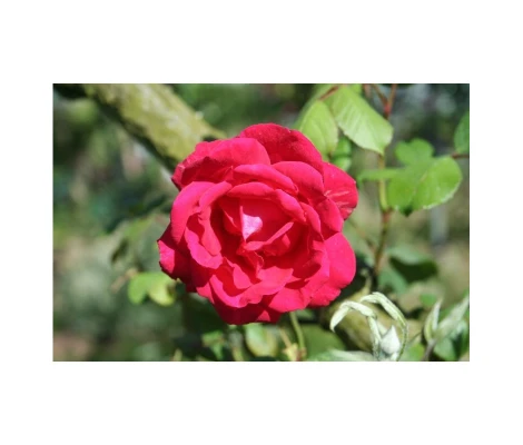 Rosa Trepadora Paul's Scarlet Climber