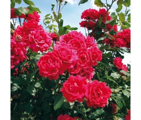 Rosa Trepadora Paul's Scarlet Climber