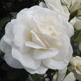 Rosa Trepadora Schneewhitetchen White Climber