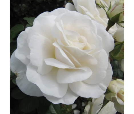 Rosa Trepadora Schneewhitetchen White Climber