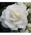Rosa Trepadora Schneewhitetchen White Climber