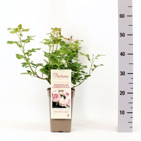 Rosa Herzogin Christiana® Parfuma®