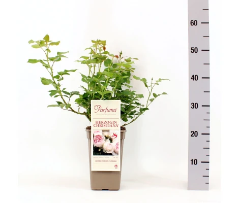 Rosa Herzogin Christiana® Parfuma®