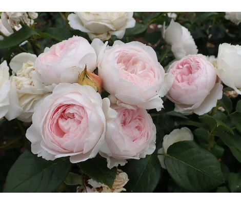 Rosa Herzogin Christiana® Parfuma®