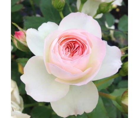 Rosa Herzogin Christiana® Parfuma®