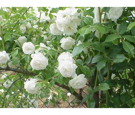 Rosa Trepadora Schneewhitetchen White Climber