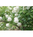 Rosa Trepadora Schneewhitetchen White Climber